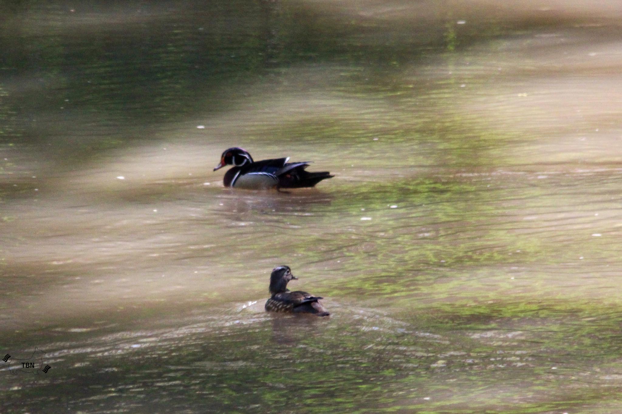 Wood Duck